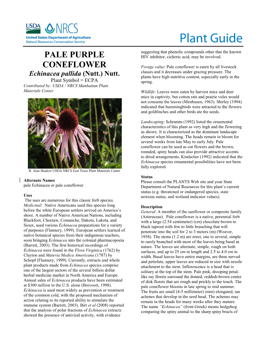 Pale Purple Coneflower Plant Guide