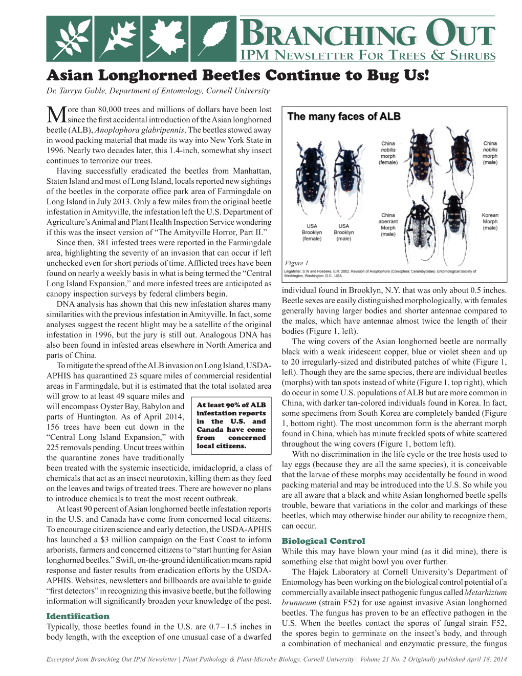 Asian Longhorned Beetles Continue to Bug Us! Dr