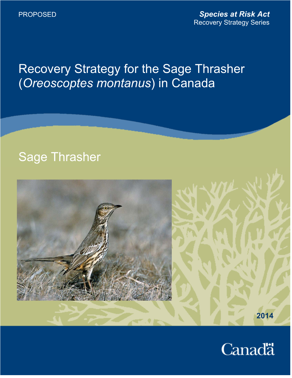 Sage Thrasher (Oreoscoptes Montanus) in Canada
