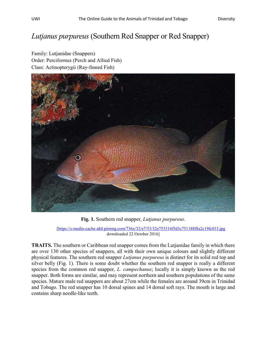 Lutjanus Purpureus (Southern Red Snapper Or Red Snapper)