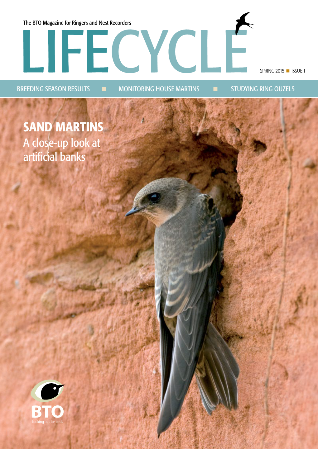 SAND MARTINS a Close-Up Look at Artificial Banks TEXTLIFECYCLE Spring 2015