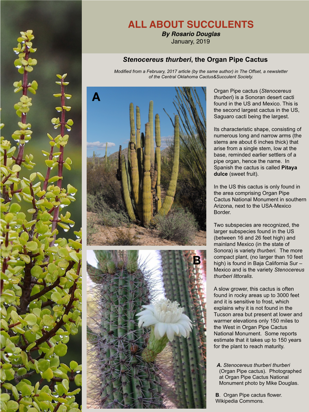 Stenocereus Thurberi, the Organ Pipe Cactus