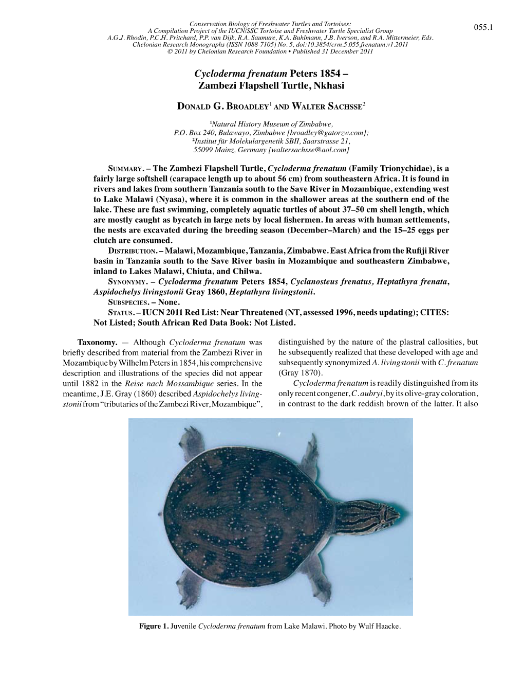 Cycloderma Frenatum Peters 1854 – Zambezi Flapshell Turtle, Nkhasi