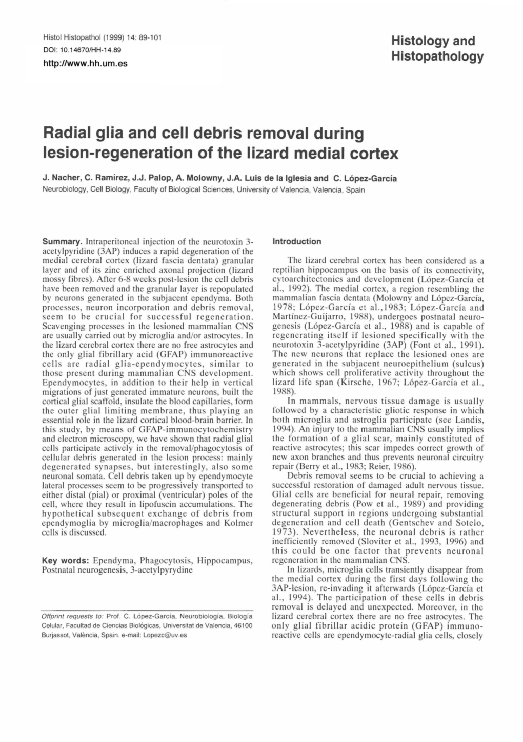 Radial Glia and Cell Debris Removal During Lesion-Regeneration of the Lizard Medial Cortex