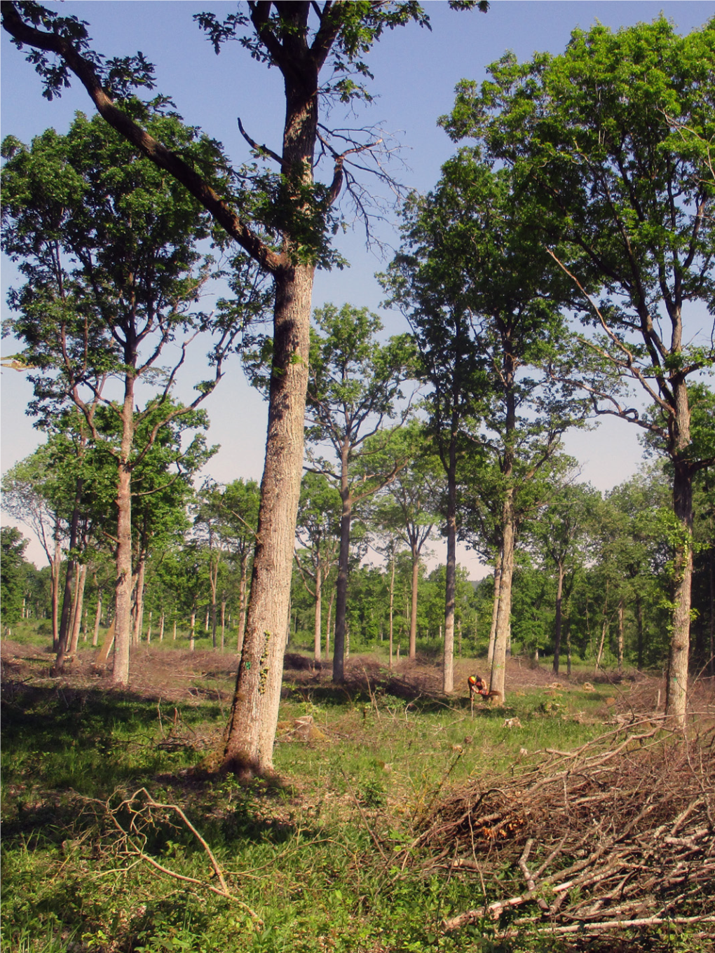 Bad Windsheim – Maintaining Insect Diversity in Oak Dominated Coppice Forests S