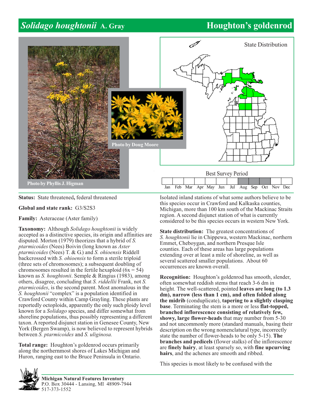 Solidago Houghtonii A. Gray Houghton's Goldenrod