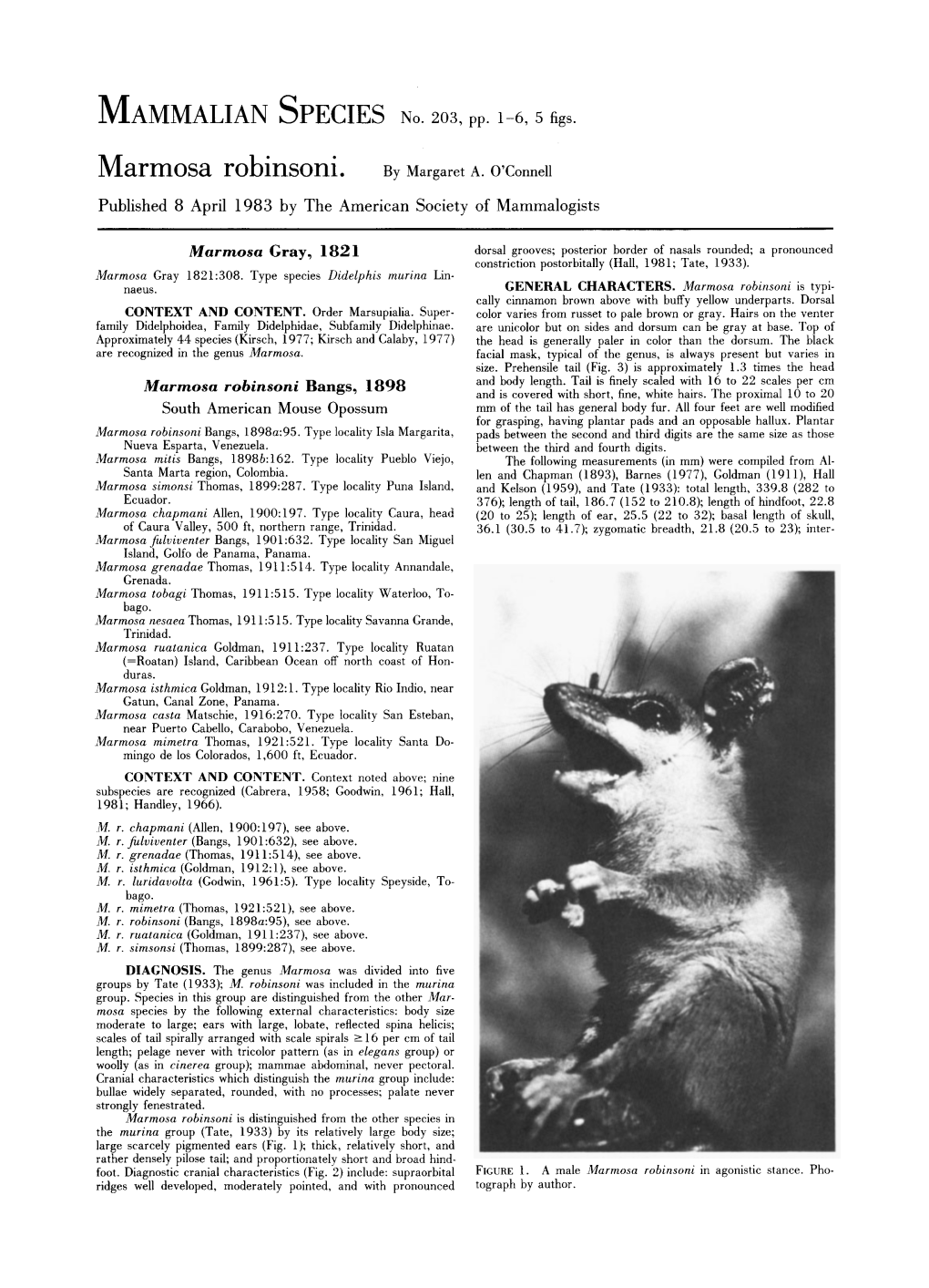 Marmosa Robinsoni. by Margaret A. 07Connell Published 8 April 1983 by the American Society of Mammalogists