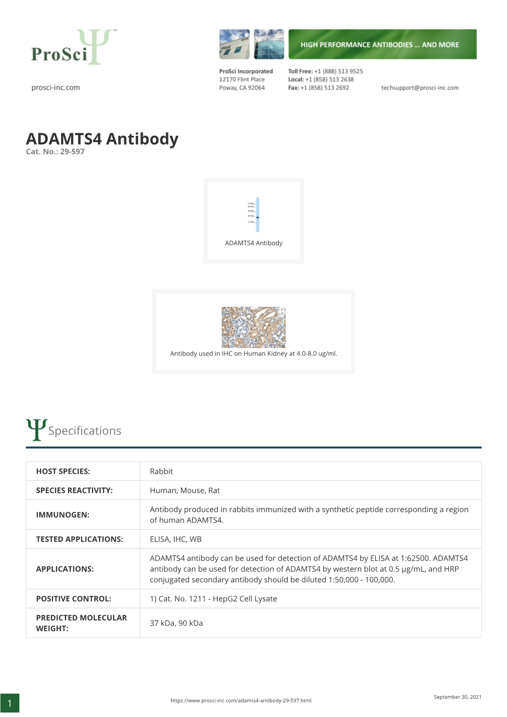 ADAMTS4 Antibody Cat