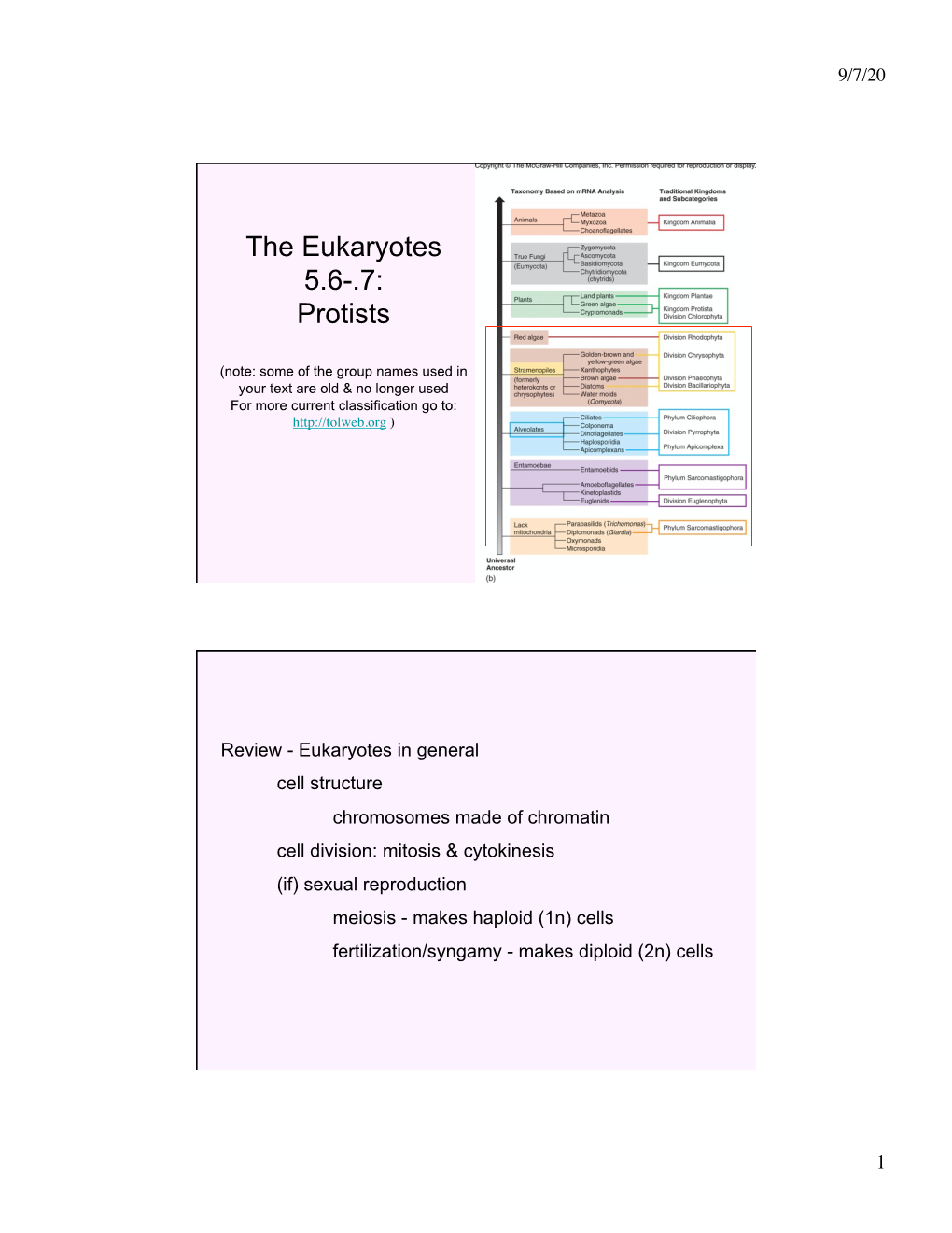 The Eukaryotes 5.6-.7: Protists