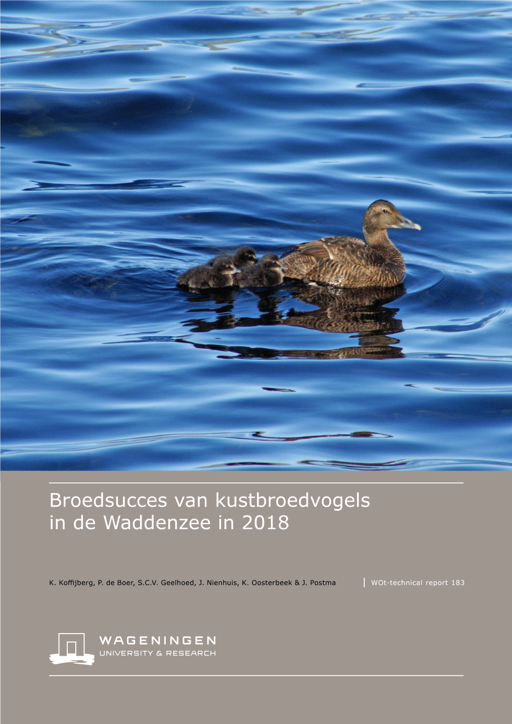 Broedsucces Van Kustbroedvogels in De Waddenzee in 2018