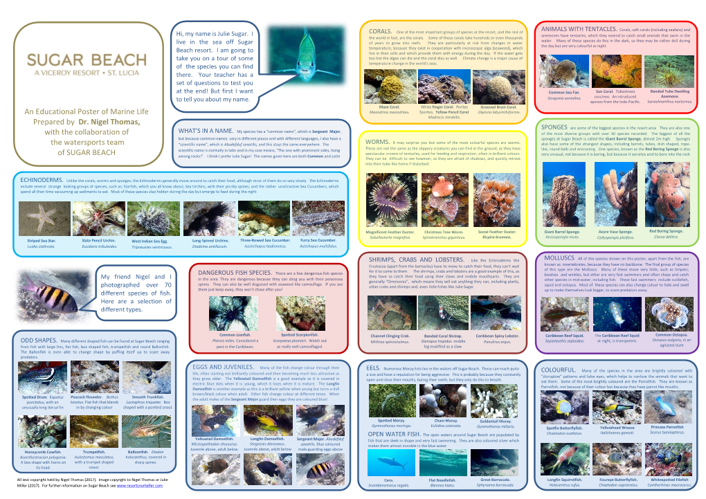 An Educational Poster of Marine Life Prepared