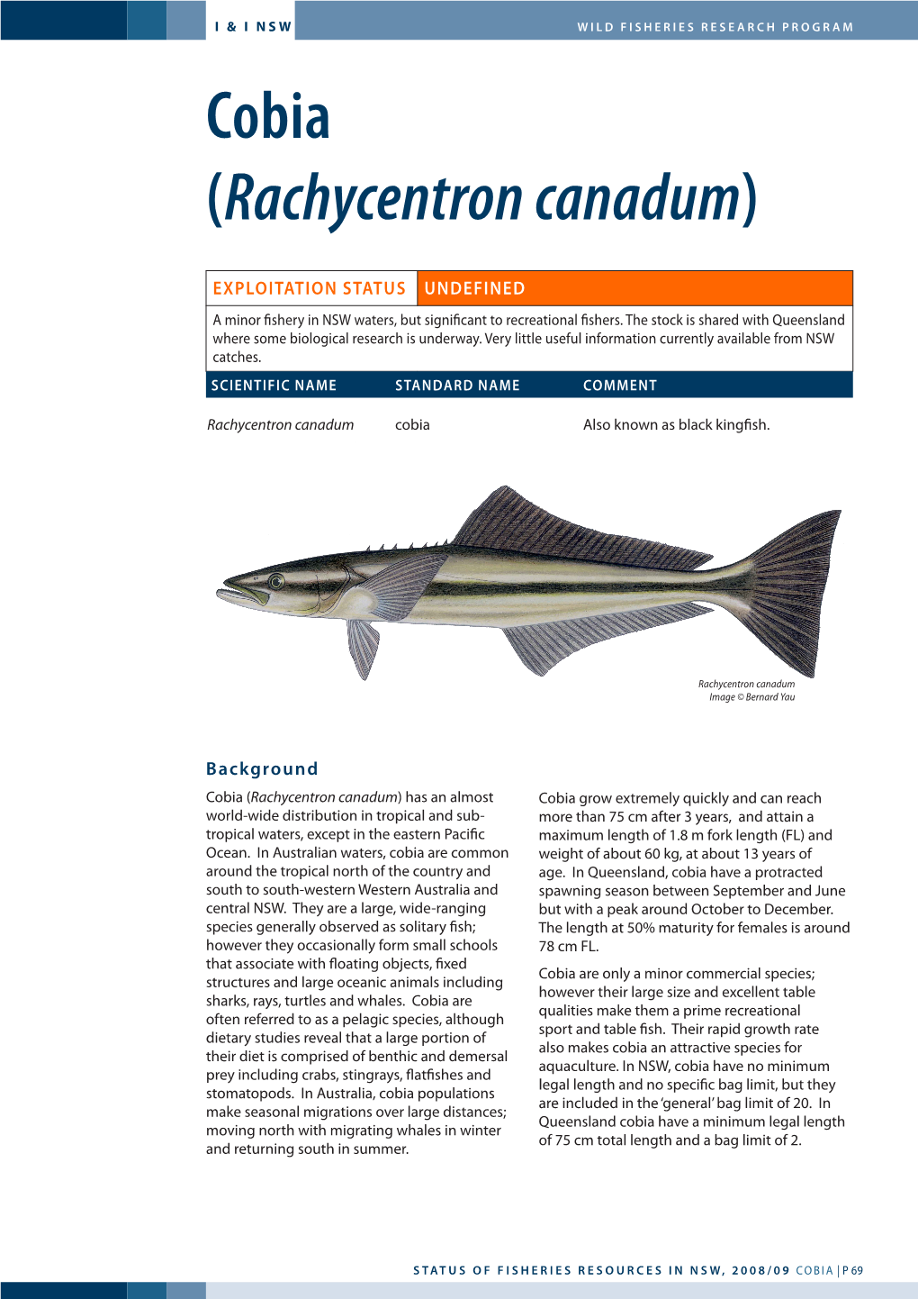 Cobia (Rachycentron Canadum)