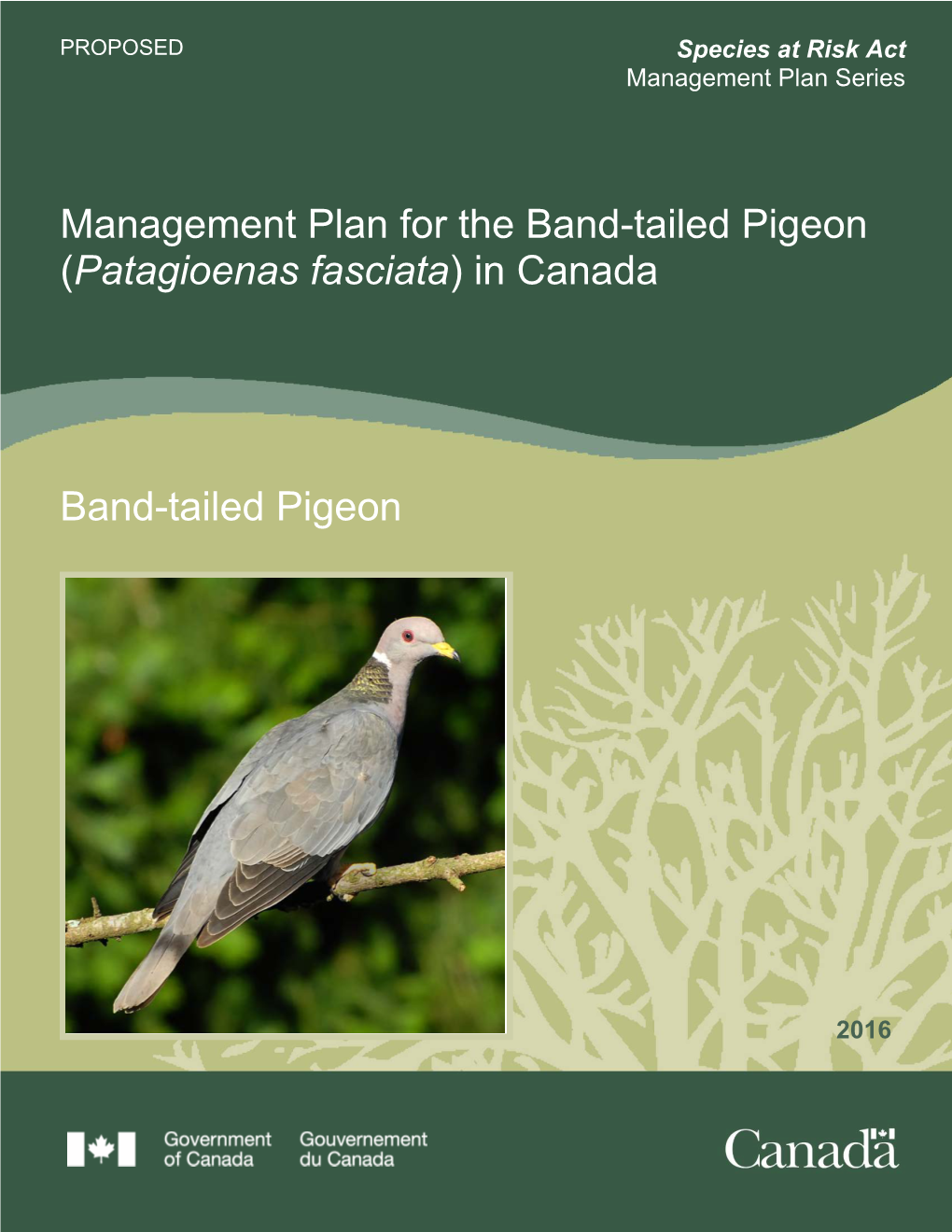 Management Plan for the Band-Tailed Pigeon (Patagioenas Fasciata) in Canada