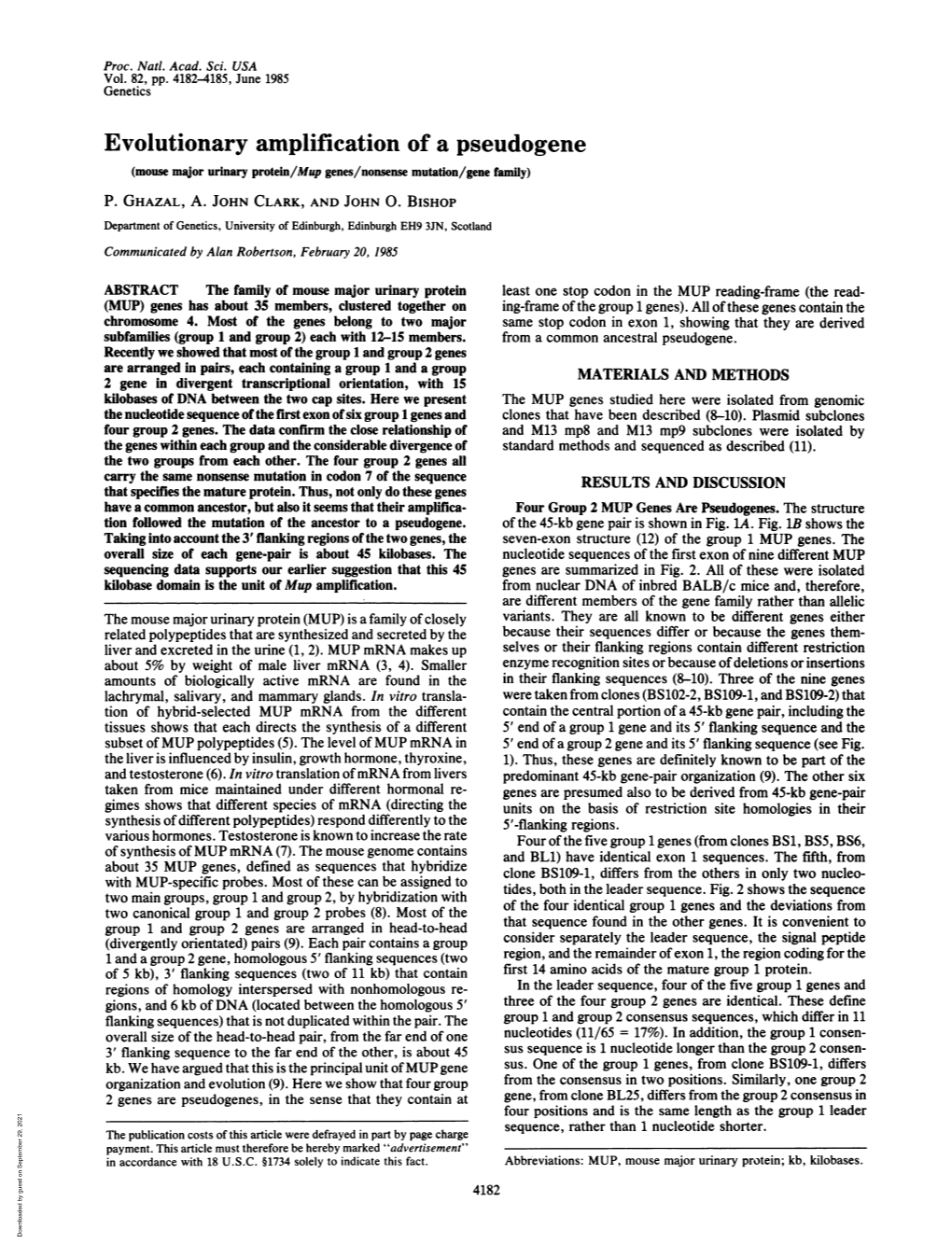 Evolutionary Amplification of a Pseudogene (Mouse Major Urinary Protein/Mup Genes/Nonsense Mutation/Gene Family) P