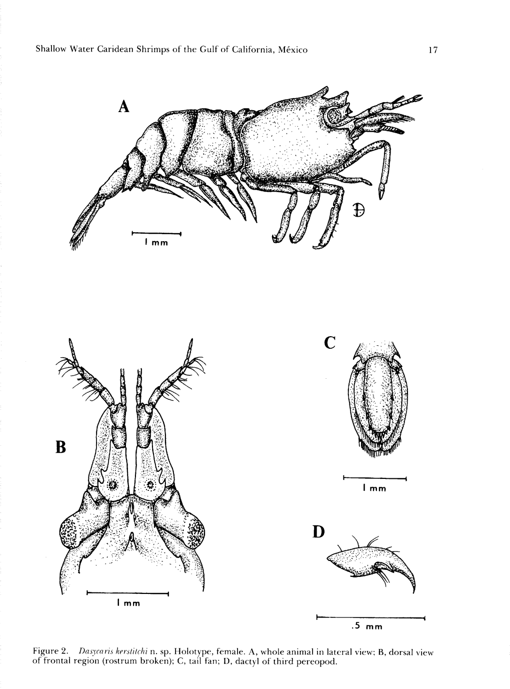 Shallow Water Caridean Shrimps of the Gulf of California, Mexico 19