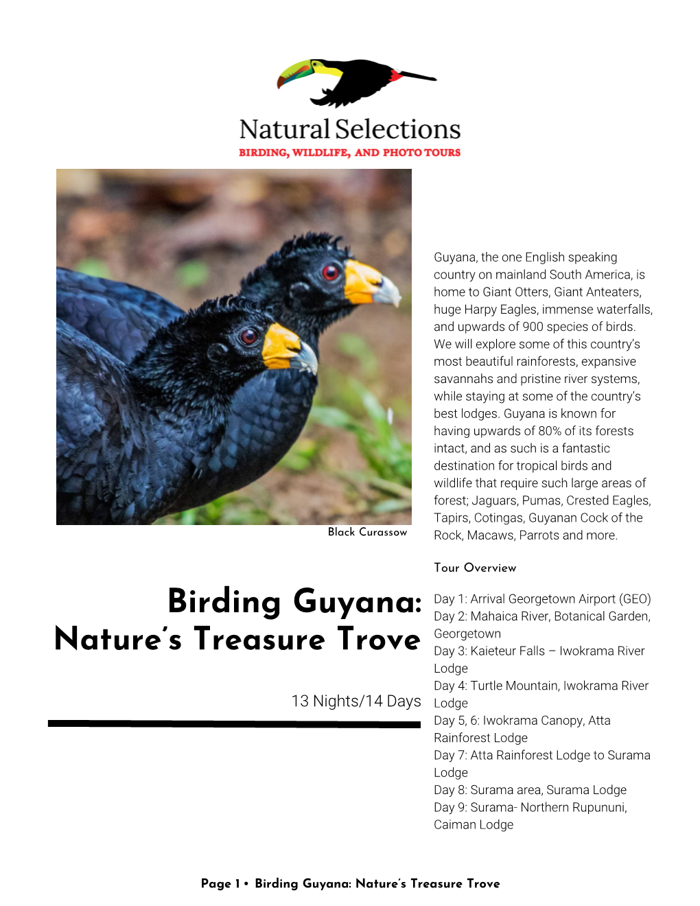 Birding Guyana