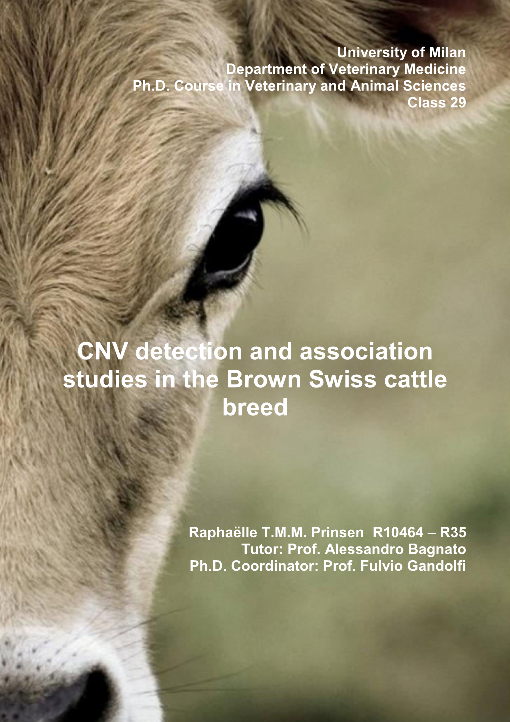 CNV Detection and Association Studies in the Brown Swiss Cattle Breed