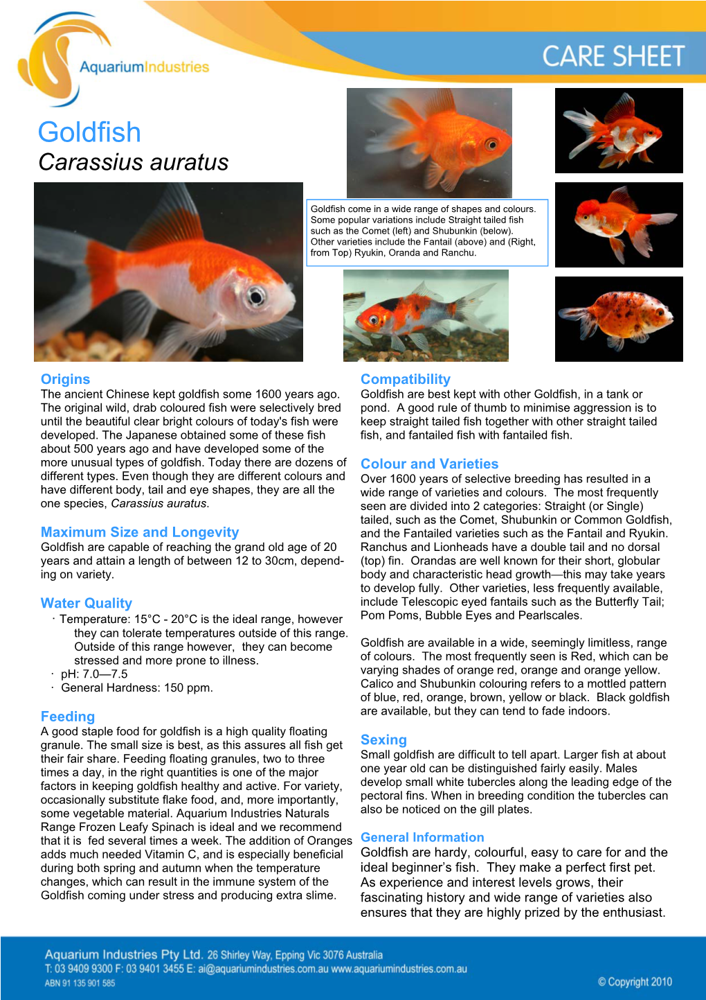 Goldfish Carassius Auratus