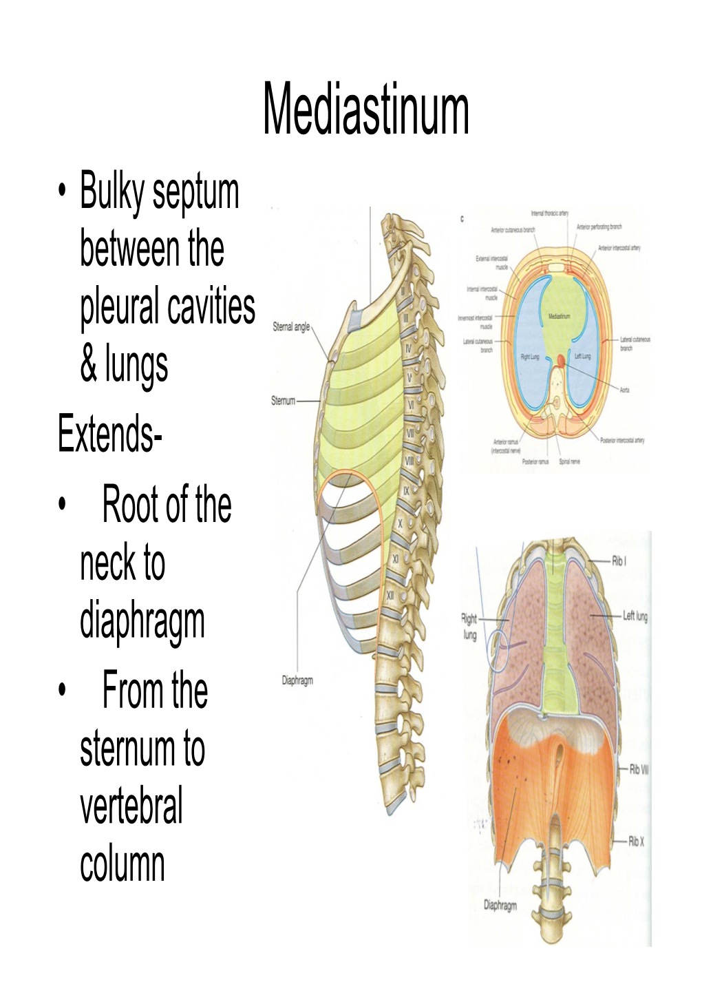 Superior Mediastinum.Pdf