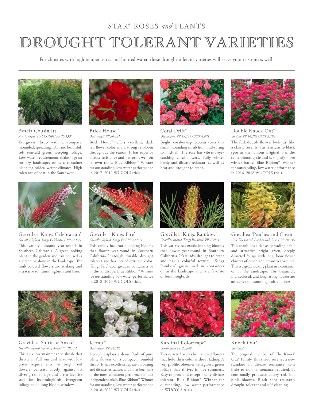 Drought Tolerant Varieties