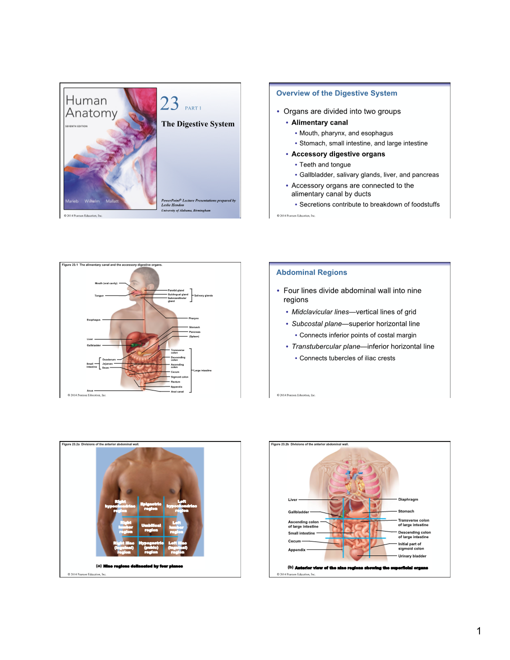 The Digestive System