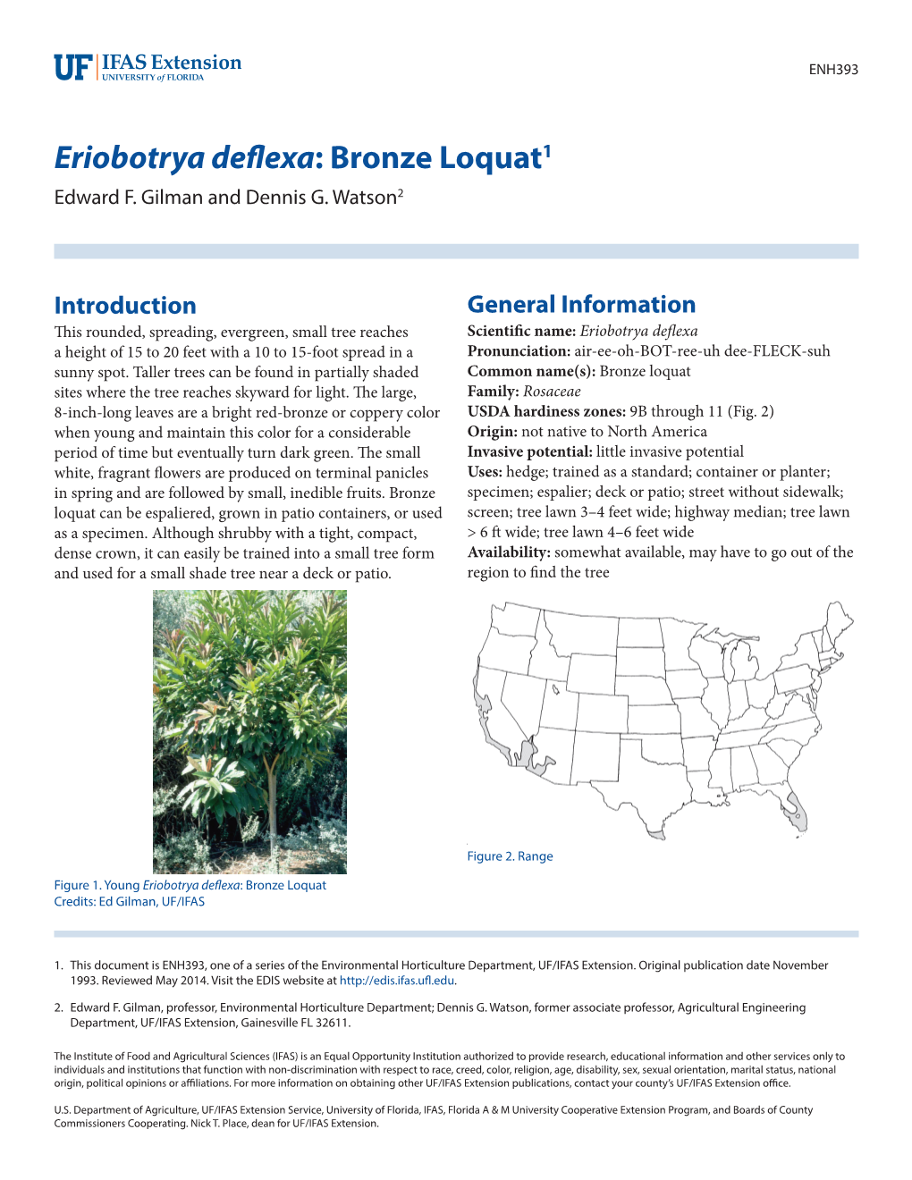 Eriobotrya Deflexa: Bronze Loquat1 Edward F