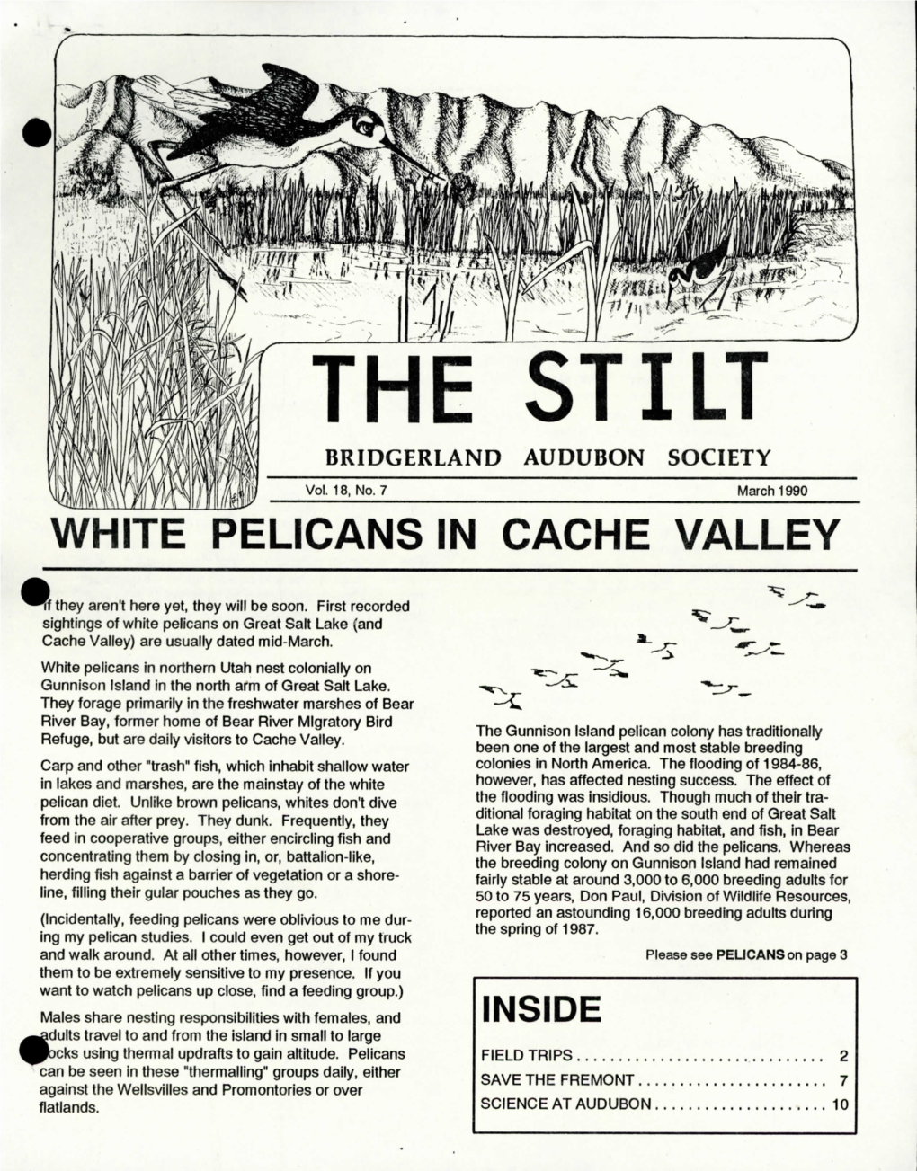 White Pelicans in Cache Valley