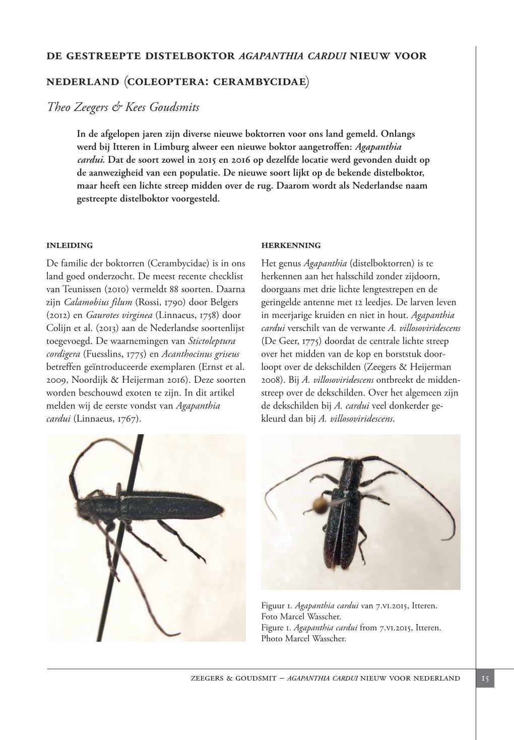 De Gestreepte Distelboktor Agapanthia Cardui Nieuw Voor Nederland (Coleoptera: Cerambycidae)