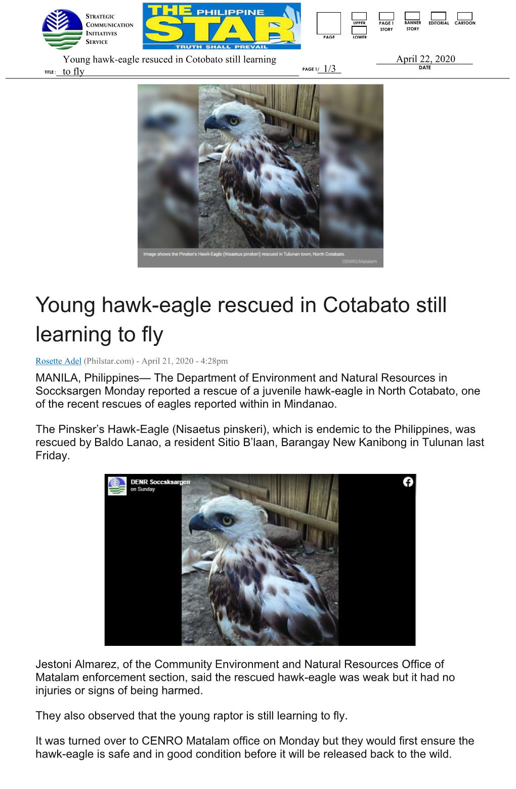 Young Hawk-Eagle Rescued in Cotabato Still Learning to Fly