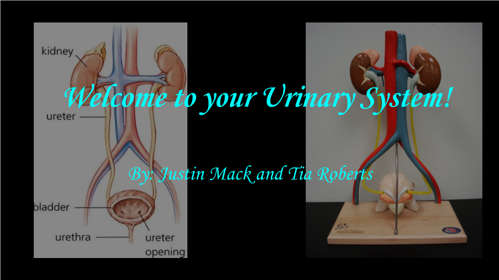 Your Urinary System!