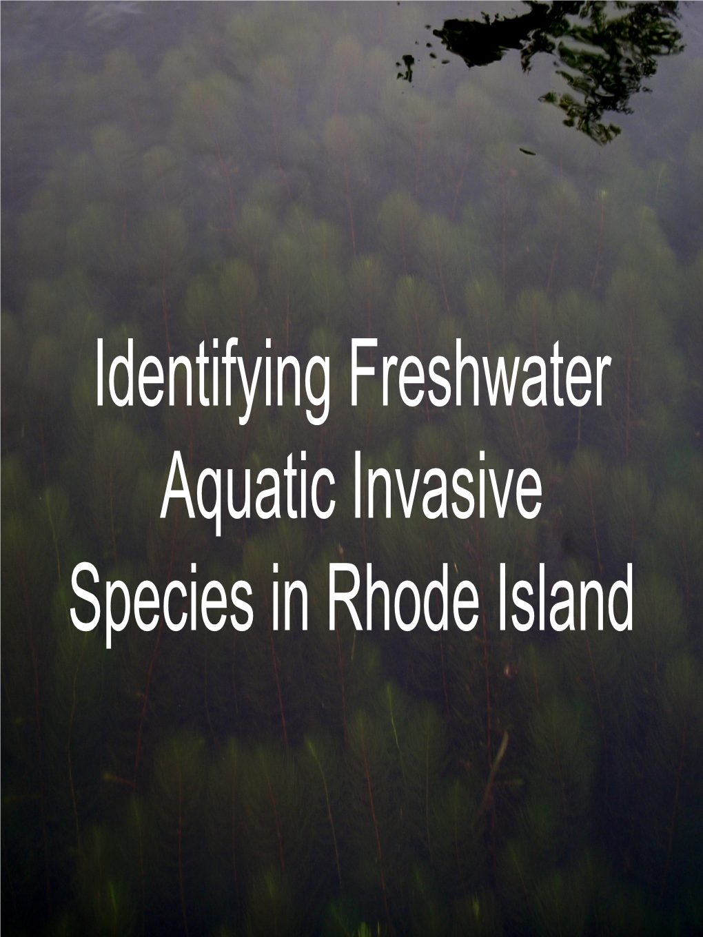 Identifying Freshwater Aquatic Invasive Species in Rhode Island Plant Communities