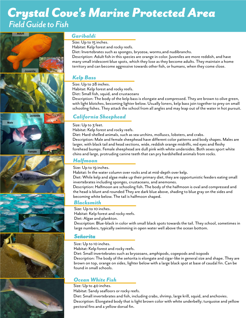 Crystal Cove SMCA Fish Field Guide (PDF)