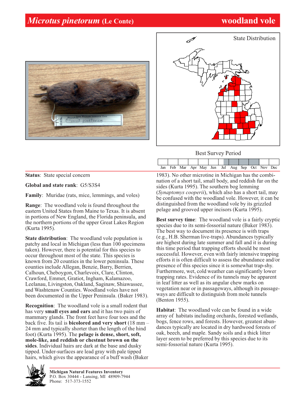 Microtus Pinetorum (Le Conte) Woodland Vole