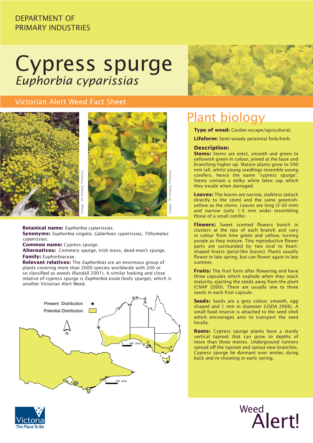 Cypress Spurge Euphorbia Cyparissias