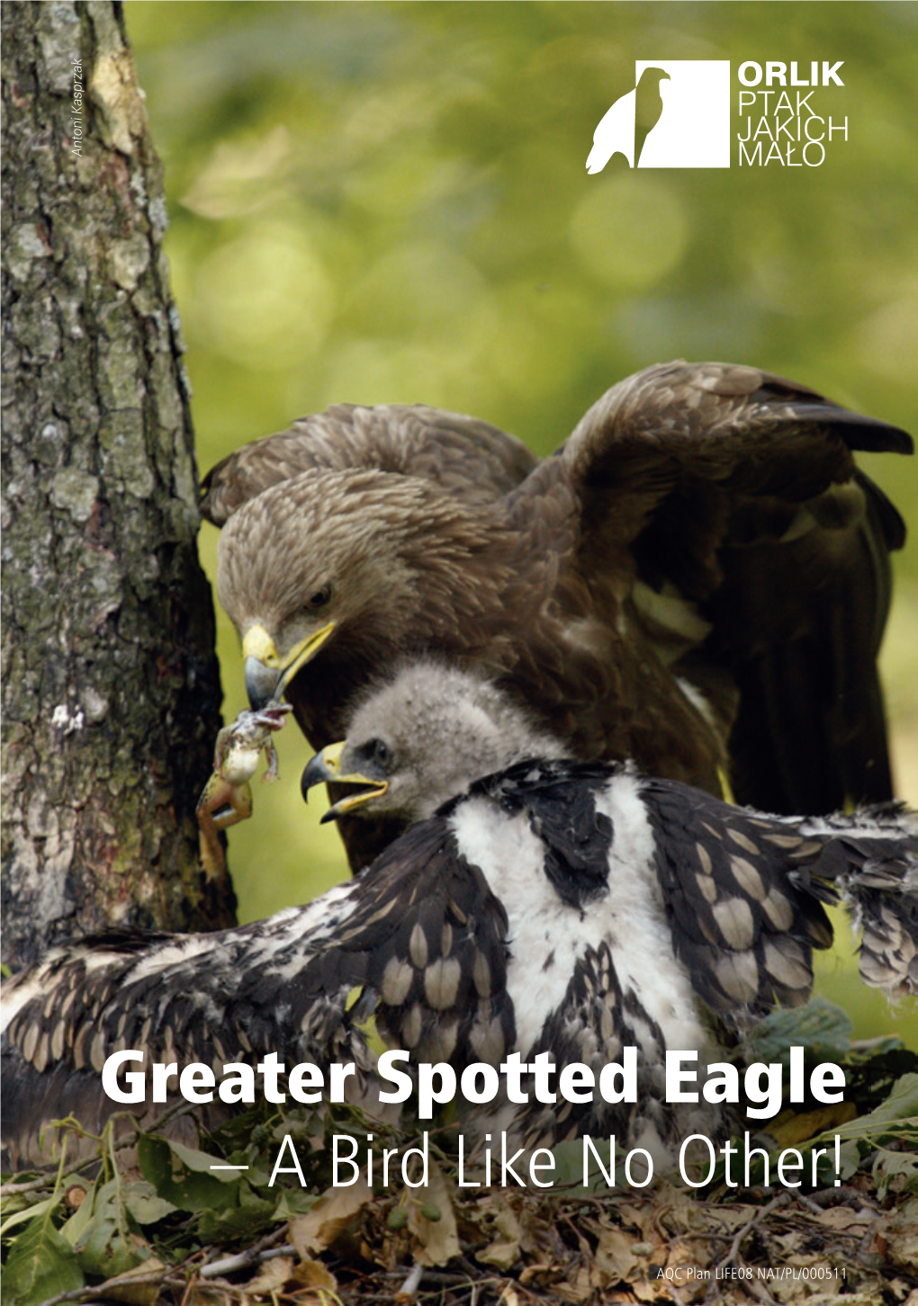 Greater Spotted Eagle – a Bird Like No Other!