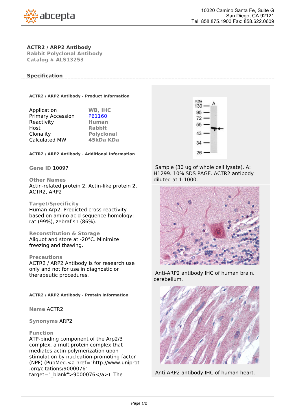 ACTR2 / ARP2 Antibody Rabbit Polyclonal Antibody Catalog # ALS13253