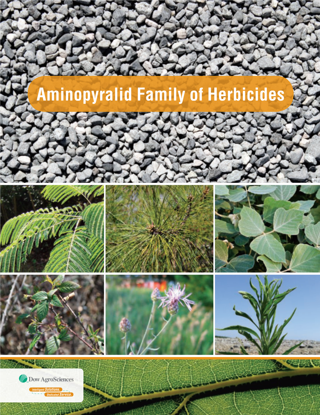 Aminopyralid Family of Herbicides