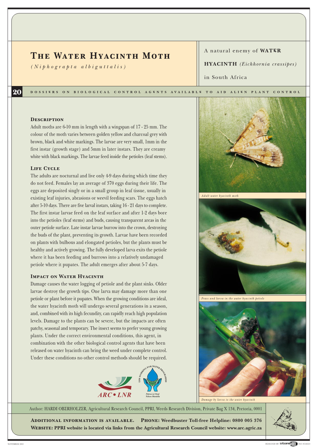 The Water Hyacinth Moth (Niphograpta Albiguttalis) HYACINTH (Eichhornia Crassipes)