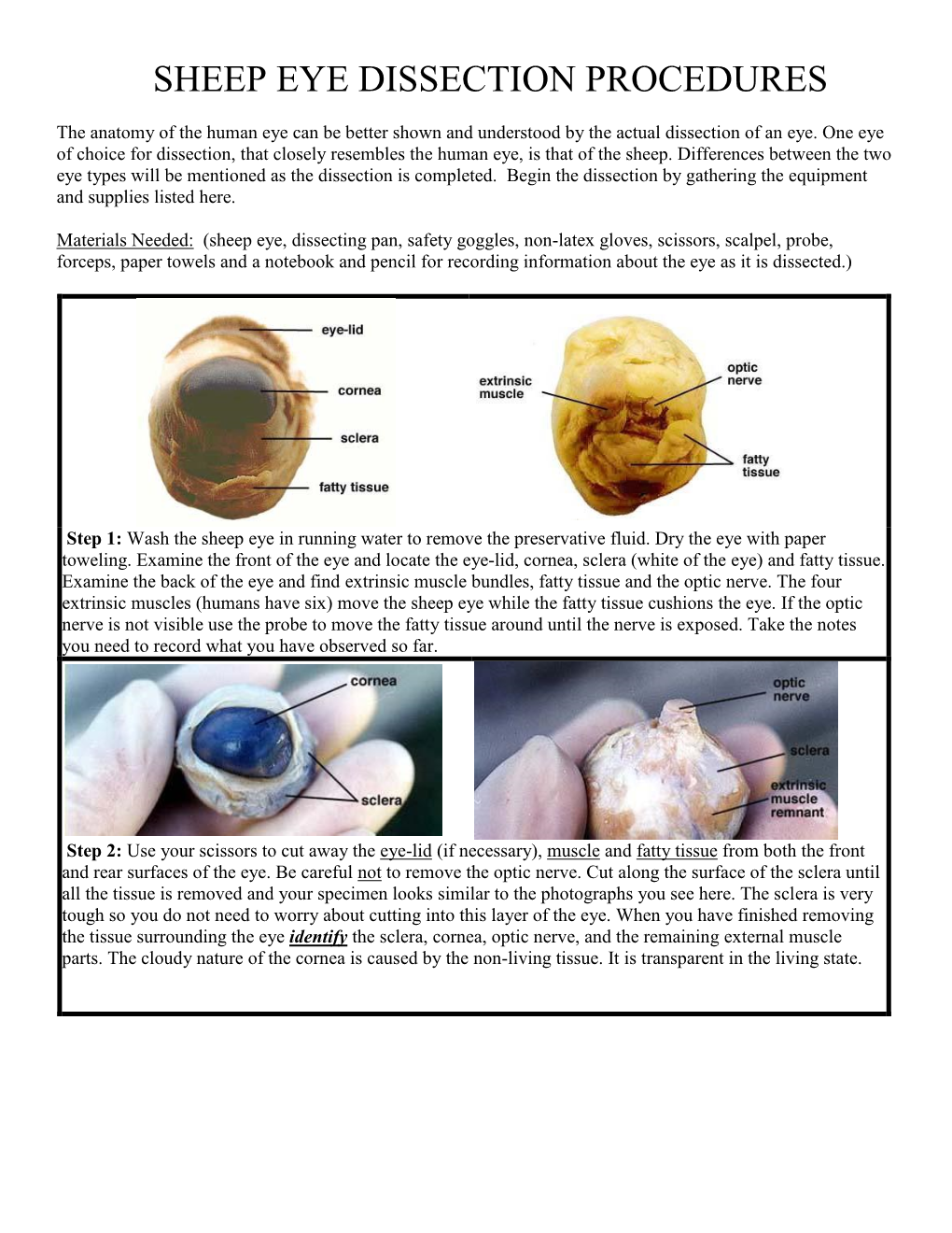 Sheep Eye Dissection Procedures