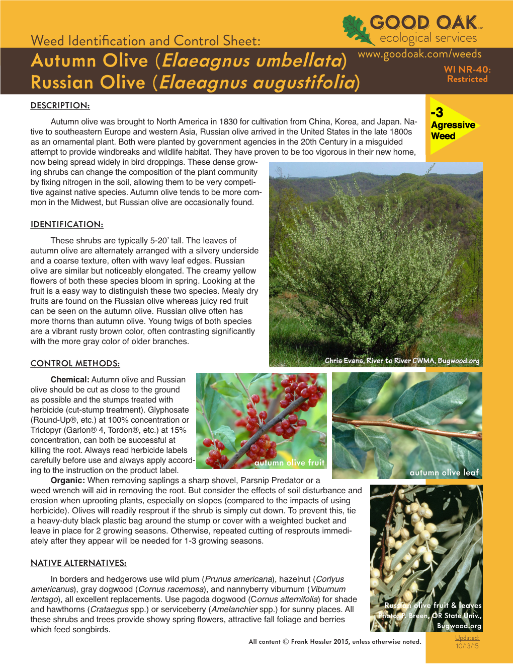 Autumn Olive (Elaeagnus Umbellata) Russian Olive (Elaeagnus
