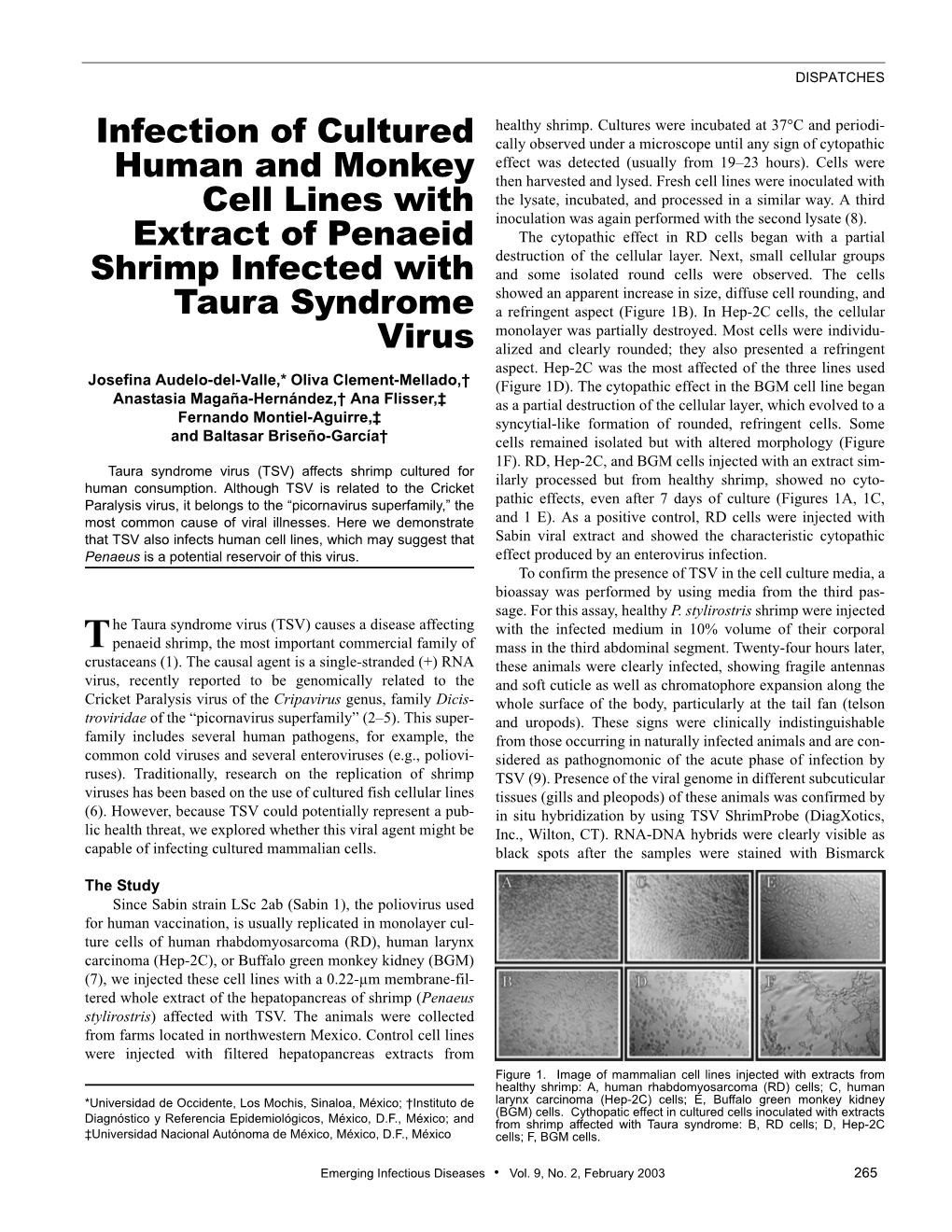 Infection of Cultured Human and Monkey Cell Lines with Extract Of