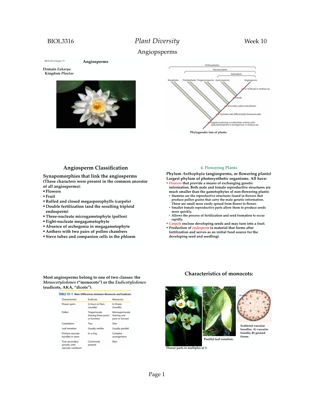 09 Angiosperms 2020.Pptx