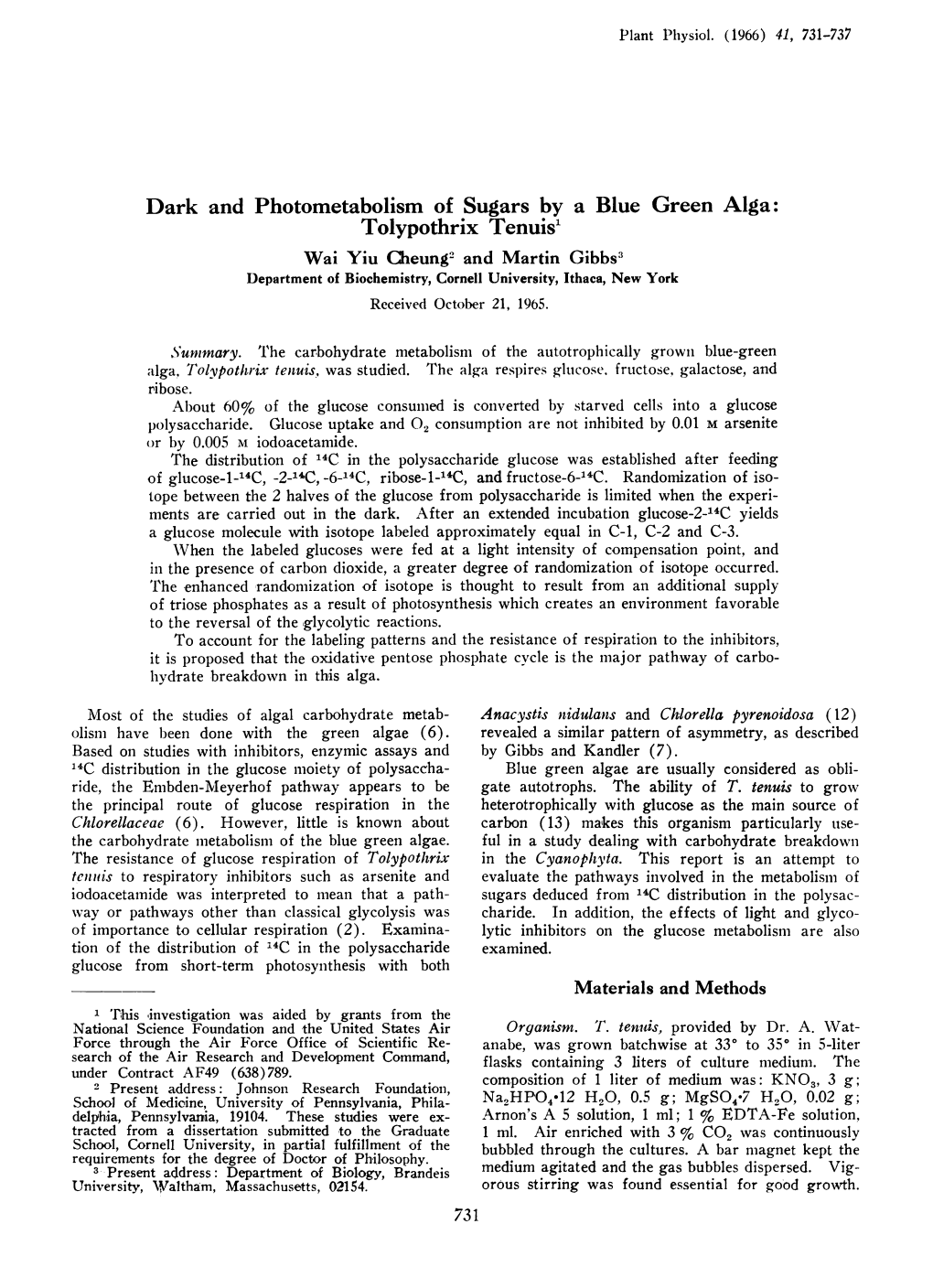 Dark and Photometabolism of Sugars by a Blue Green Alga