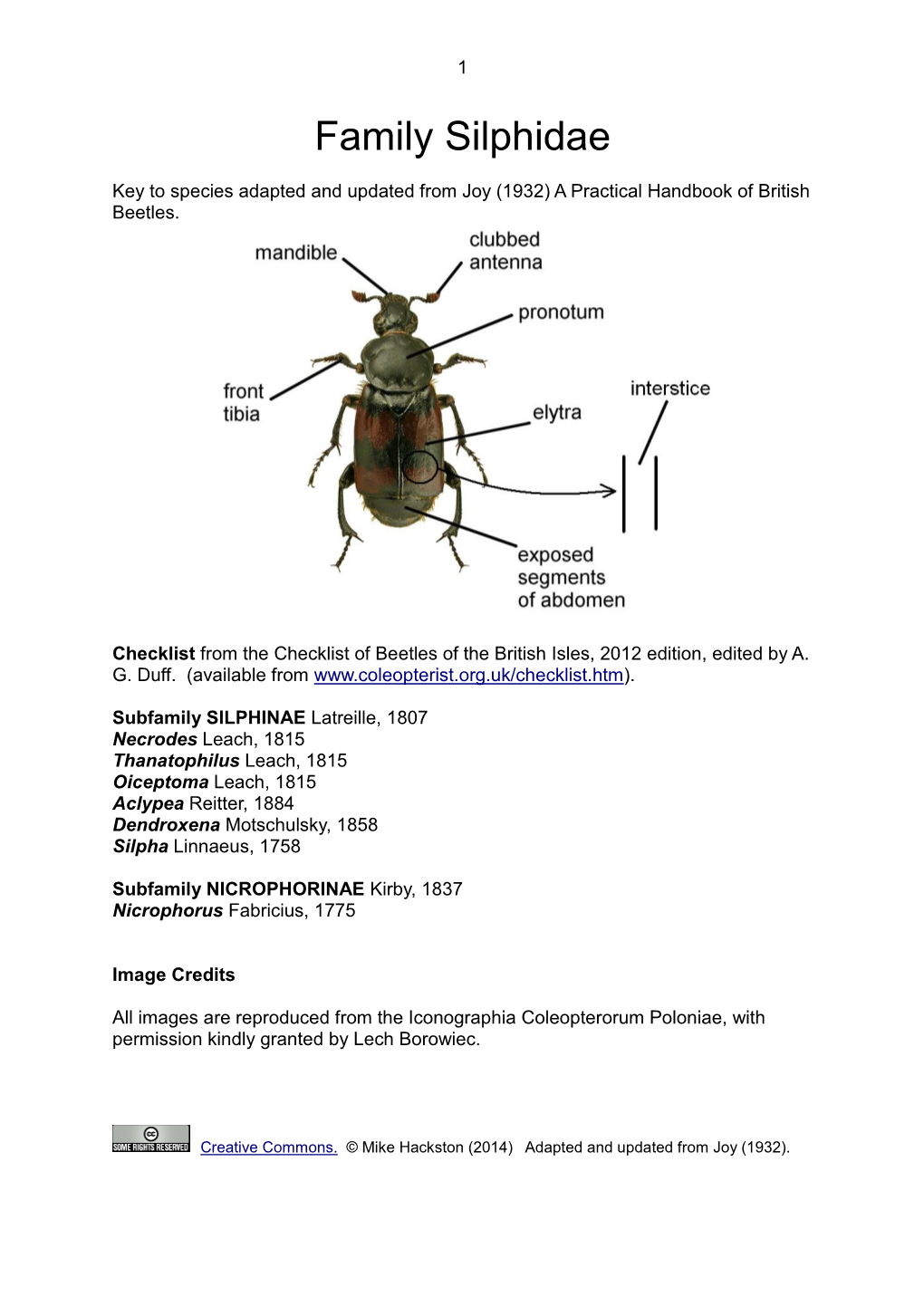 Family Silphidae