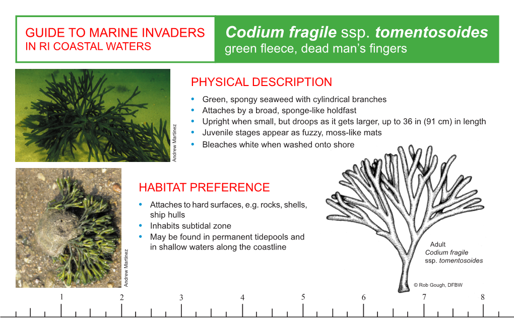 Codium Fragile Ssp. Tomentosoides in RI COASTAL WATERS Green Fleece, Dead Man’S Fingers