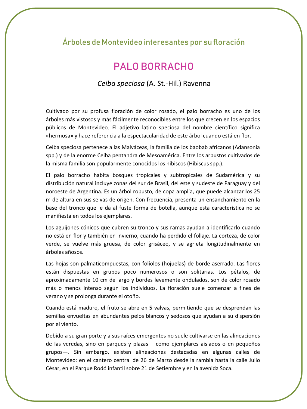 PALO BORRACHO Ceiba Speciosa (A