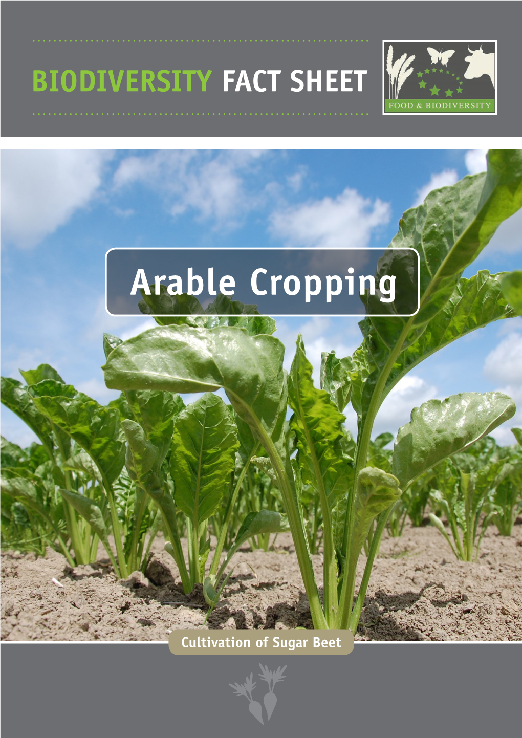 Arable Cropping – Cultivation of Sugar Beet