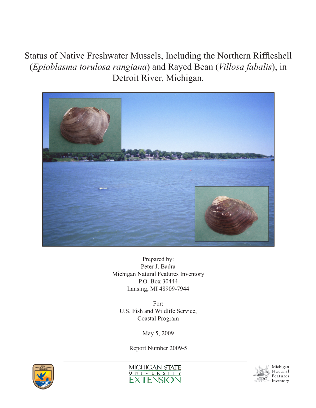 Status of Native Freshwater Mussels, Including the Northern Riffleshell (Epioblasma Torulosa Rangiana) and Rayed Bean (Villosa Fabalis), in Detroit River, Michigan