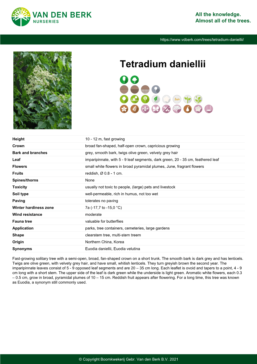 Tetradium Daniellii