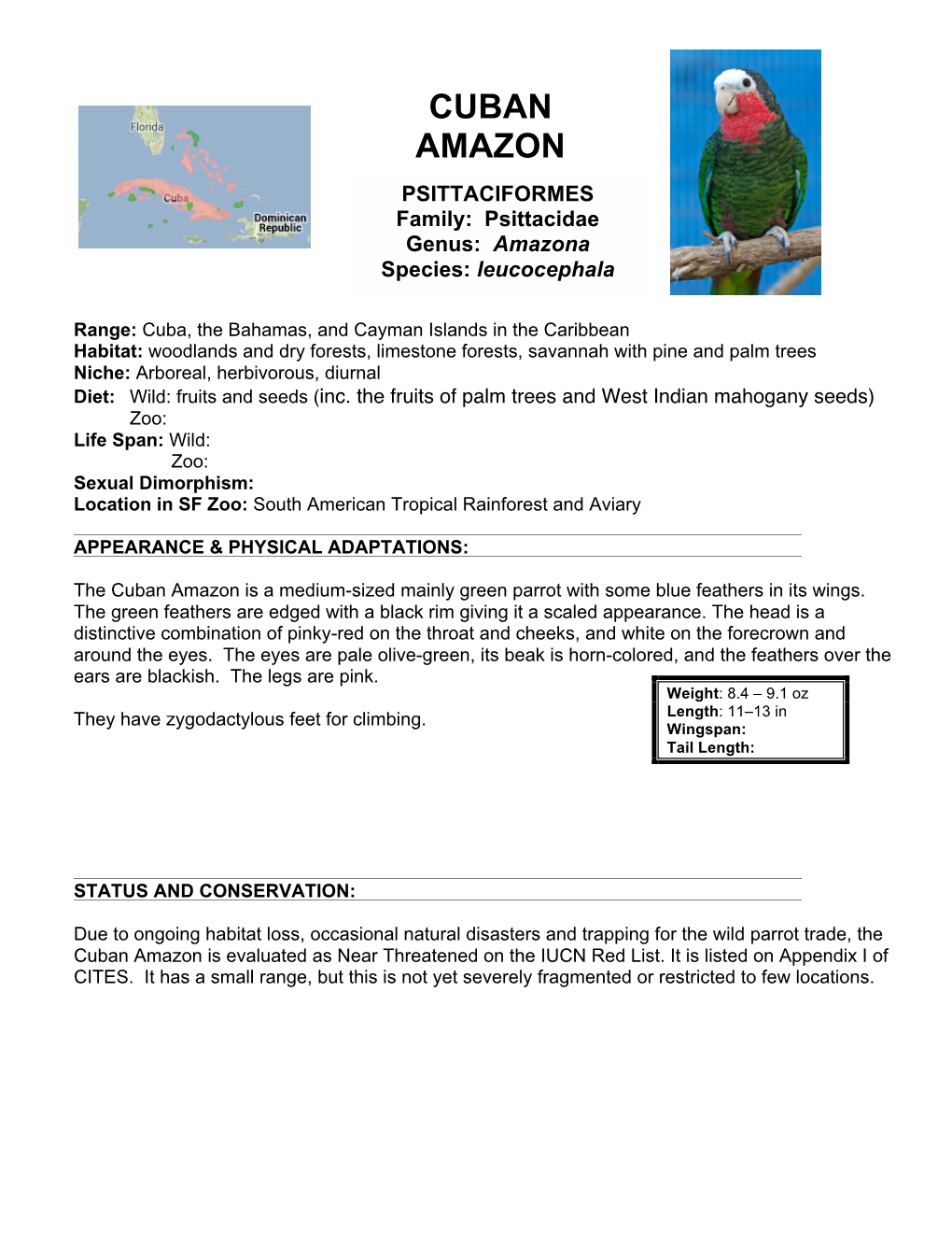 CUBAN AMAZON PSITTACIFORMES Family: Psittacidae